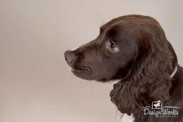 pet portraits Dublin brown dog