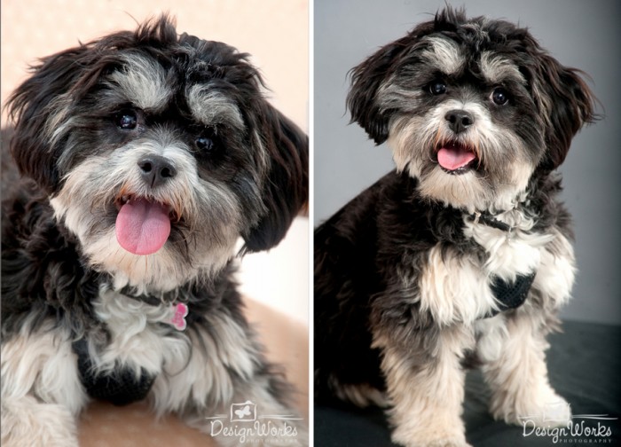 Pet portraits dublin cute dog