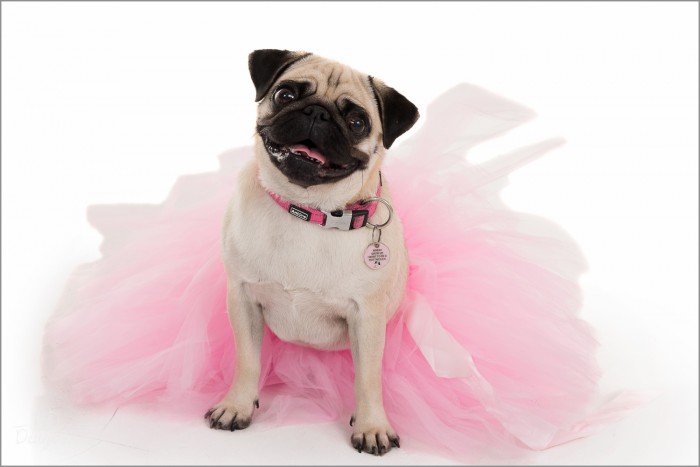 Breast cancer awareness pug in tutu