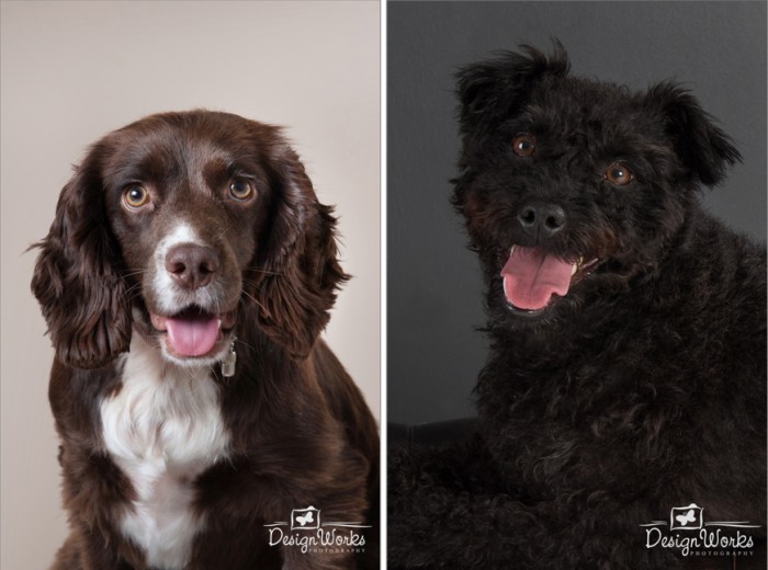 pet portraits dublin dogs trust ireland
