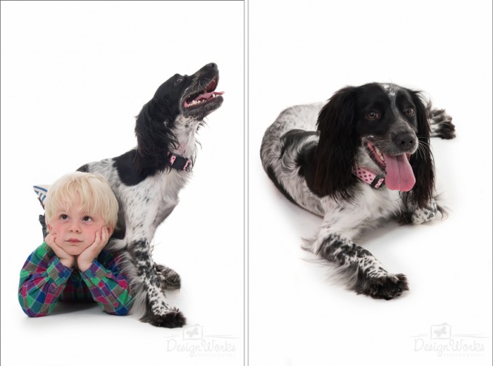 pet portraits dublin dogs trust ireland