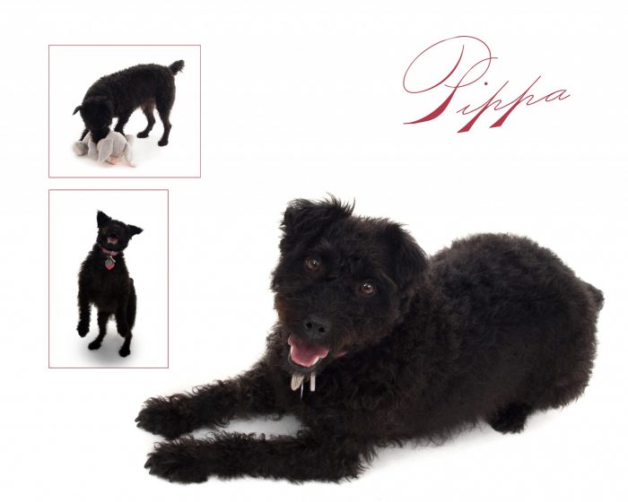 DSPCA pet portraits